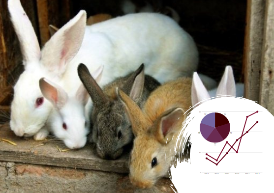 Бізнес-ідея вирощування кроликів: пухнастих ставимо на потік